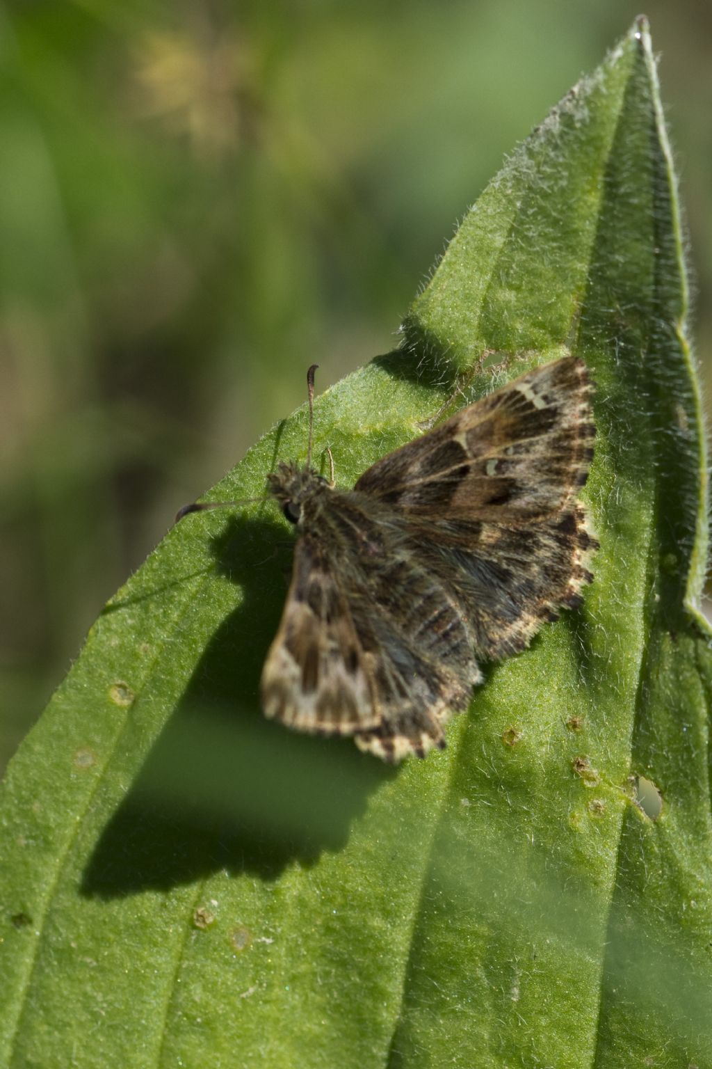 Conferma Carcharodus alceae